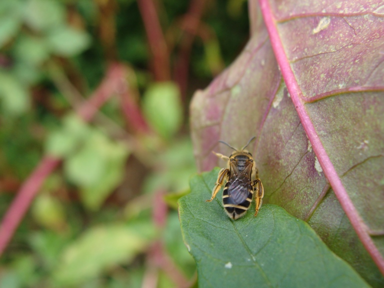 femmina di Halictus